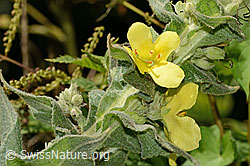 C353074: Grossblütige Königskerze (Verbascum densiflorum)