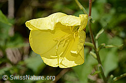 Zweijährige Nachtkerze (Oenothera biennis) (C353076)