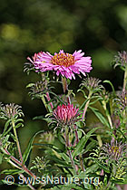 Neuenglische Aster (Aster novae-angliae) (C353088)