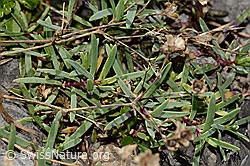 Felsen-Leimkraut (Silene rupestris) (C353716) Felsen-Leimkraut (Silene rupestris) (C353716)