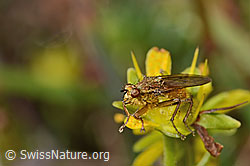 Gelbe Dungfliege (Scathophaga stercoraria)