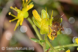 Gelbe Dungfliege (Scathophaga stercoraria) auf Bewimpertem Steinbrech (Saxifraga aizoides) (C353725) Gelbe Dungfliege (Scathophaga stercoraria) auf Bewimpertem Steinbrech (Saxifraga aizoides) (C353725)