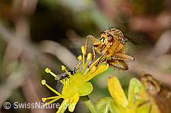 Gelbe Dungfliege (Scathophaga stercoraria) auf Bewimpertem Steinbrech (Saxifraga aizoides) (C353726) Gelbe Dungfliege (Scathophaga stercoraria) auf Bewimpertem Steinbrech (Saxifraga aizoides) (C353726)