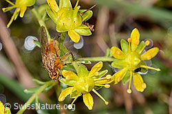 Gelbe Dungfliege (Scathophaga stercoraria) auf Bewimpertem Steinbrech (Saxifraga aizoides) (C353727) Gelbe Dungfliege (Scathophaga stercoraria) auf Bewimpertem Steinbrech (Saxifraga aizoides) (C353727)