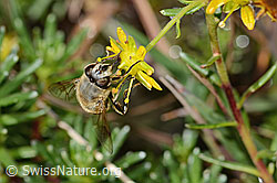 Mistbiene (Eristalis tenax) auf Bewimpertem Steinbrech (Saxifraga aizoides) (C353732) Mistbiene (Eristalis tenax) auf Bewimpertem Steinbrech (Saxifraga aizoides) (C353732)