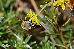 Mistbiene (Eristalis tenax) auf Bewimpertem Steinbrech (Saxifraga aizoides) (C353733) Mistbiene (Eristalis tenax) auf Bewimpertem Steinbrech (Saxifraga aizoides) (C353733)