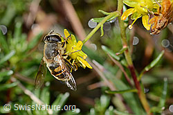 Mistbiene (Eristalis tenax) auf Bewimpertem Steinbrech (Saxifraga aizoides) (08.2025, C353734)