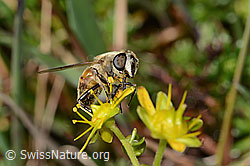 Mistbiene (Eristalis tenax) auf Bewimpertem Steinbrech (Saxifraga aizoides) (C353736) Mistbiene (Eristalis tenax) auf Bewimpertem Steinbrech (Saxifraga aizoides) (C353736)