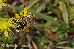 Mistbiene (Eristalis tenax) auf Bewimpertem Steinbrech (Saxifraga aizoides) (C353740) Mistbiene (Eristalis tenax) auf Bewimpertem Steinbrech (Saxifraga aizoides) (C353740)