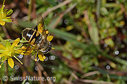 Mistbiene (Eristalis tenax) auf Bewimpertem Steinbrech (Saxifraga aizoides) (C353742) Mistbiene (Eristalis tenax) auf Bewimpertem Steinbrech (Saxifraga aizoides) (C353742)