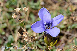 C353774: Gefranster Enzian (Gentiana ciliata)