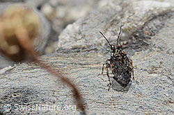 Gemeiner Hüpferling (Saldula saltatoria) (08.2025, C353778)