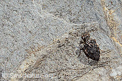 Gemeiner Hüpferling (Saldula saltatoria) (C353781) Gemeiner Hüpferling (Saldula saltatoria) (C353781)