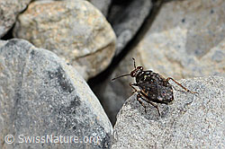 Gemeiner Hüpferling (Saldula saltatoria) (08.2025, C353783)