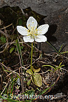 Sumpf-Herzblatt (Parnassia palustris) (08.2025, C353830)