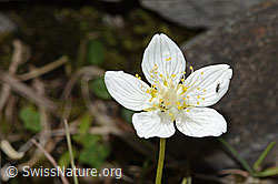 Sumpf-Herzblatt (Parnassia palustris) (08.2025, C353833)