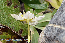 Parnassia palustris (C353835)