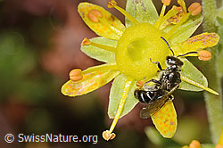 Bewimperter Steinbrech (Saxifraga aizoides)