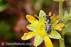 Weissbeinige Schmalbiene (Lasioglossum albipes) auf Bewimpertem Steinbrech (Saxifraga aizoides) (08.2025, C353864)