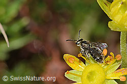 Weissbeinige Schmalbiene (Lasioglossum albipes) auf Bewimpertem Steinbrech (Saxifraga aizoides) (C353865) Weissbeinige Schmalbiene (Lasioglossum albipes) auf Bewimpertem Steinbrech (Saxifraga aizoides) (C353865)