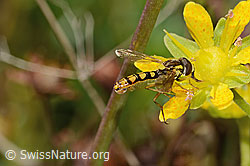 Sphaerophoria interrupta (Schwebfliege) auf Bewimpertem Steinbrech (Saxifraga aizoides) (C353874) Sphaerophoria interrupta (Schwebfliege) auf Bewimpertem Steinbrech (Saxifraga aizoides) (C353874)