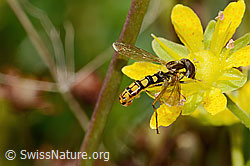 Sphaerophoria interrupta (Schwebfliege) auf Bewimpertem Steinbrech (Saxifraga aizoides) (08.2025, C353875)