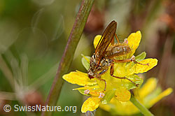 Gelbe Dungfliege (Scathophaga stercoraria) auf Bewimpertem Steinbrech (Saxifraga aizoides) (C353882) Gelbe Dungfliege (Scathophaga stercoraria) auf Bewimpertem Steinbrech (Saxifraga aizoides) (C353882)