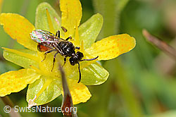 Sand-Blutbiene (Sphecodes pellucidus) auf Bewimpertem Steinbrech (Saxifraga aizoides) (C353902) Sand-Blutbiene (Sphecodes pellucidus) auf Bewimpertem Steinbrech (Saxifraga aizoides) (C353902)