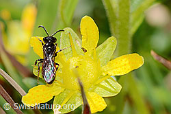 Sand-Blutbiene (Sphecodes pellucidus) auf Bewimpertem Steinbrech (Saxifraga aizoides) (C353903) Sand-Blutbiene (Sphecodes pellucidus) auf Bewimpertem Steinbrech (Saxifraga aizoides) (C353903)