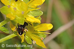 Sand-Blutbiene (Sphecodes pellucidus) auf Bewimpertem Steinbrech (Saxifraga aizoides) (C353904) Sand-Blutbiene (Sphecodes pellucidus) auf Bewimpertem Steinbrech (Saxifraga aizoides) (C353904)