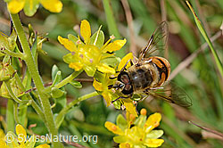 Mistbiene (Eristalis tenax) auf Bewimpertem Steinbrech (Saxifraga aizoides) (C353911) Mistbiene (Eristalis tenax) auf Bewimpertem Steinbrech (Saxifraga aizoides) (C353911)