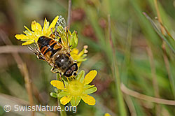 Mistbiene (Eristalis tenax) auf Bewimpertem Steinbrech (Saxifraga aizoides) (C353914) Mistbiene (Eristalis tenax) auf Bewimpertem Steinbrech (Saxifraga aizoides) (C353914)