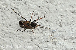 Gemeine Bodenwanze (Rhyparochromus vulgaris) (04.09.2025, C354029)