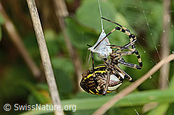 Wespenspinne (Argiope bruennichi) (C354045) Wespenspinne (Argiope bruennichi) (C354045)