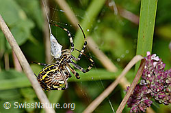 Wespenspinne (Argiope bruennichi) (C354046) Wespenspinne (Argiope bruennichi) (C354046)