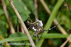 Wespenspinne (Argiope bruennichi) (C354047) Wespenspinne (Argiope bruennichi) (C354047)