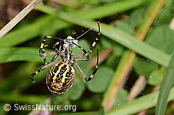 Wespenspinne (Argiope bruennichi) (C354048) Wespenspinne (Argiope bruennichi) (C354048)