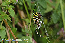 Wespenspinne (Argiope bruennichi) (C354049) Wespenspinne (Argiope bruennichi) (C354049)