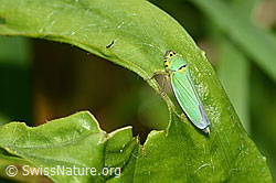 Binsenschmuckzikade (Cicadella viridis) (C354054)