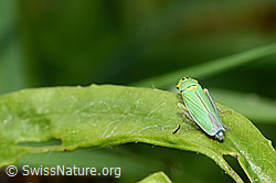Binsenschmuckzikade (Cicadella viridis) (C354056)