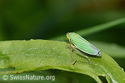Binsenschmuckzikade (Cicadella viridis) (C354057)