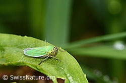 Binsenschmuckzikade (Cicadella viridis) (04.09.2025, C354060)
