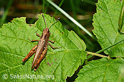Rote Keulenschrecke (Gomphocerippus rufus) (04.09.2025, C354063)
