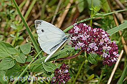 Rapsweissling (Pieris napi) auf Echtem Dost (Origanum vulgare) (C354067) Rapsweissling (Pieris napi) auf Echtem Dost (Origanum vulgare) (C354067)