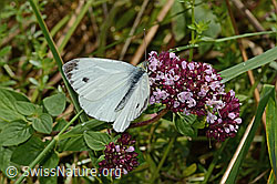 Rapsweissling beim Nektarsaugen