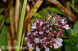 Grosse Sumpfschwebfliege (Helophilus trivittatus) auf Echtem Dost (Origanum vulgare) (C354073) Grosse Sumpfschwebfliege (Helophilus trivittatus) auf Echtem Dost (Origanum vulgare) (C354073)