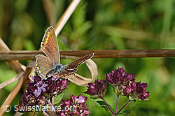 Hauhechelbläuling (Polyommatus icarus) auf Echtem Dost (Origanum vulgare) (C354083) Hauhechelbläuling (Polyommatus icarus) auf Echtem Dost (Origanum vulgare) (C354083)