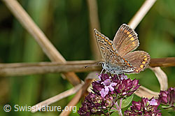 Brombeer-Perlmuttfalter (Brenthis daphne) auf Echtem Dost (Origanum vulgare)
