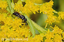 Mauer-Maskenbiene (Hylaeus hyalinatus) auf Kanadischer Goldrute (Solidago canadensis) (C354088) Mauer-Maskenbiene (Hylaeus hyalinatus) auf Kanadischer Goldrute (Solidago canadensis) (C354088)