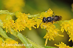 Mauer-Maskenbiene (Hylaeus hyalinatus) auf Kanadischer Goldrute (Solidago canadensis) (C354092) Mauer-Maskenbiene (Hylaeus hyalinatus) auf Kanadischer Goldrute (Solidago canadensis) (C354092)